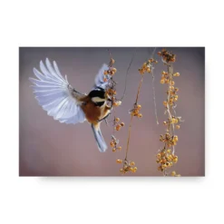 Tavla Art for the Home Bird 70x100